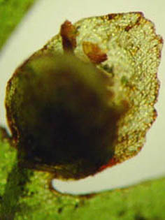 Hymenophyllum exsertum